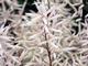 Aruncus aethusifolius