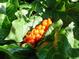 Arum italicum
