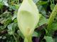 Arum maculatum