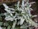 Arum italicum 'Marmoratum'