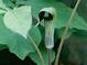 Arisaema triphyllum