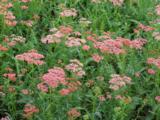 Achillea millefolium 'Apricot Delight'