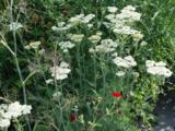 Achillea 'Alabaster'