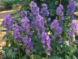 Aconitum carmichaelii 'Arendsii'