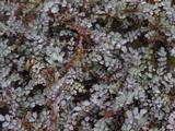 Acaena saccaticupula 'Blue Haze'