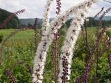Actaea simplex 'Brunette'