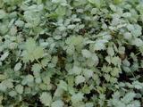 Acaena buchananii