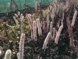 Actaea simplex 'Carbonella'