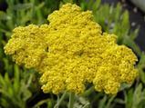 Achillea 'Coronation Gold'