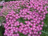 Achillea millefolium 'Chamois'