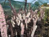Actaea ramosa 'Chocoholic'