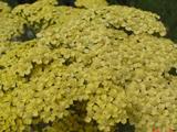 Achillea 'Credo'