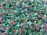 Acaena microphylla 'Dichte Matte'