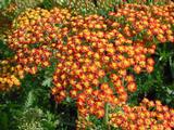 Achillea 'Feuerland'
