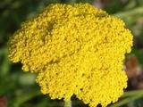 Achillea filipendulina 'Gold Plate'
