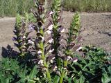 Acanthus 'Hollande du Nord'