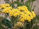 Achillea filipendulina 'Helios'