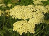 Achillea 'Hella Glashoff'