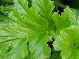Acanthus mollis 'Hollard's Gold'