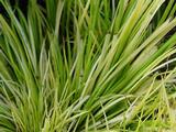 Acorus gramineus 'Hakuro-nishiki'
