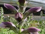 Acanthus hungaricus