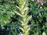 Acanthus mollis 'Jef Albus'