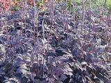 Actaea simplex 'James Compton'