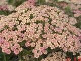 Achillea millefolium 'Lachsschönheit'
