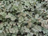 Acaena magellanica