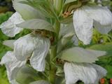 Acanthus mollis 'Albiflorus'