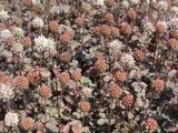 Acaena microphylla
