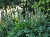 Acanthus mollis