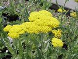 Achillea 'Moonshine'