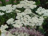 Achillea millefolium 'Schneetaler'
