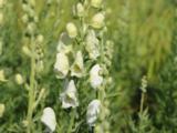 Aconitum napellus 'Album'