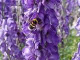 Aconitum napellus
