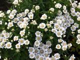 Achillea ptarmica 'Nana Compacta'