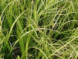 Acorus gramineus 'Oborozuki'
