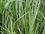 Acorus gramineus 'Ogon'