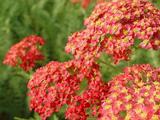 Achillea millefolium 'Paprika'