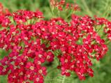 Achillea millefolium 'Petra'