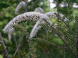 Actaea simplex 'Prichard's Giant'