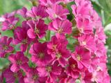 Achillea millefolium 'Pink Grapefruit'