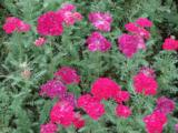 Achillea millefolium 'Pomegranate'