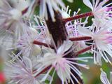 Actaea simplex 'Pink Spike'