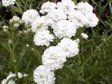 Achillea ptarmica 'Perry's White'