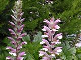 Acanthus mollis 'Rue Ledan'