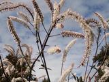 Actaea simplex 'Atropurpurea'