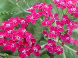 Achillea millefolium 'Red Velvet'