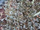 Acaena saccaticupula